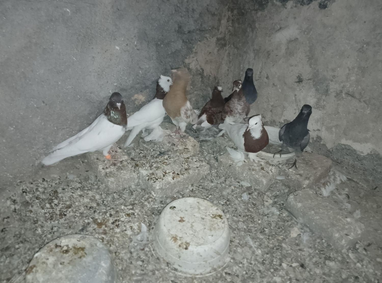 کبوتر|پرنده|گناباد, |دیوار
