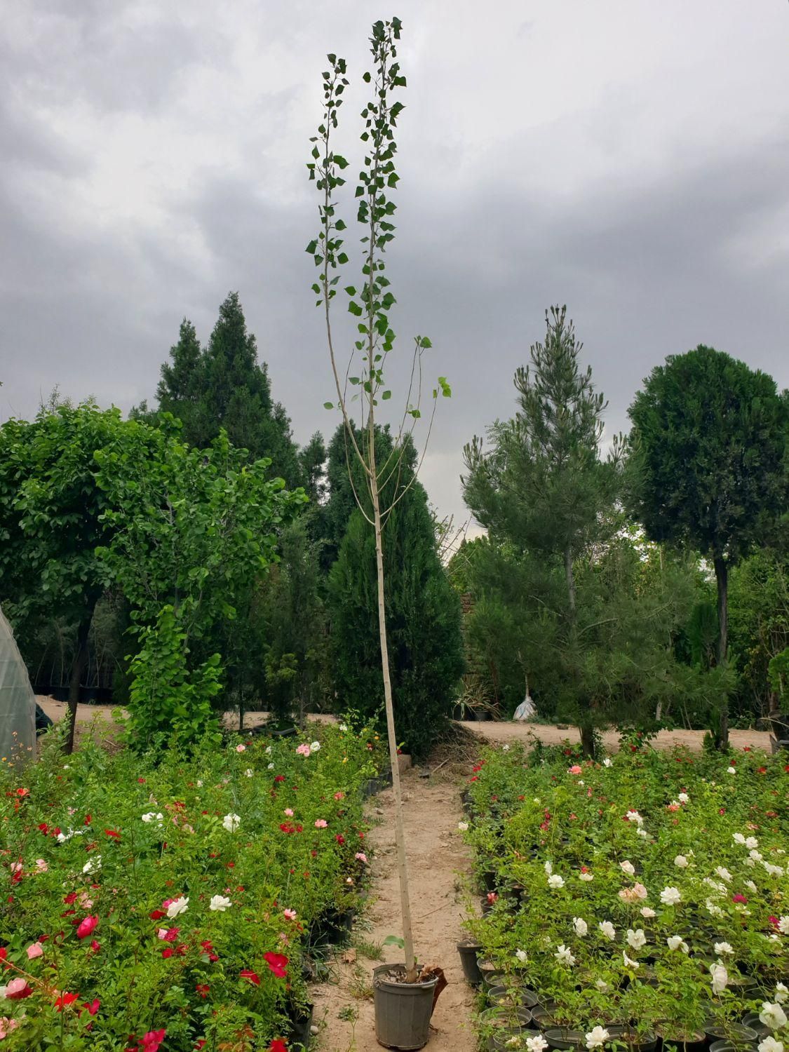 صنوبر ترک|گل و گیاه طبیعی|مشهد, توس (بلوار توس)|دیوار