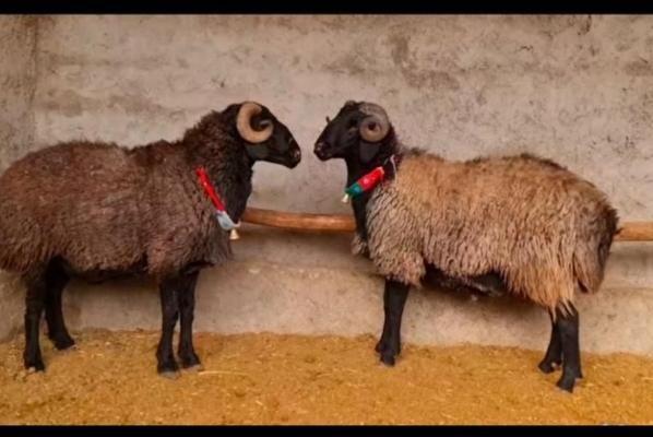 جایگاه رسمی دام زنده/حضوری/تلفنی|حیوانات مزرعه|تهران, سبلان (لشگر)|دیوار