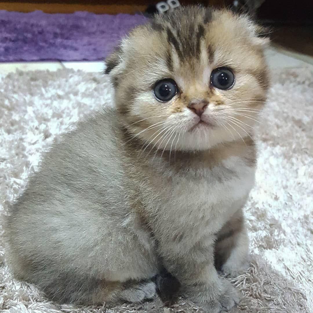 بچهگربه خونگی، اجتماعی و سالم|گربه|دزفول, |دیوار