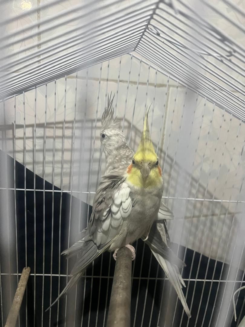 عروس هلندی|پرنده|بندر کنگان, |دیوار