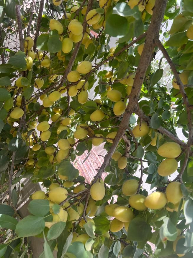 پر زردآلو آفتابی خانگی|خوردنی و آشامیدنی|اصفهان, عباس‌آباد|دیوار