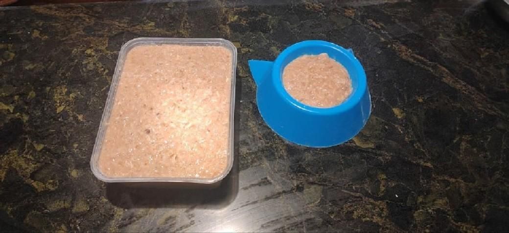 غذای خانگی گربه|گربه|قزوین, |دیوار