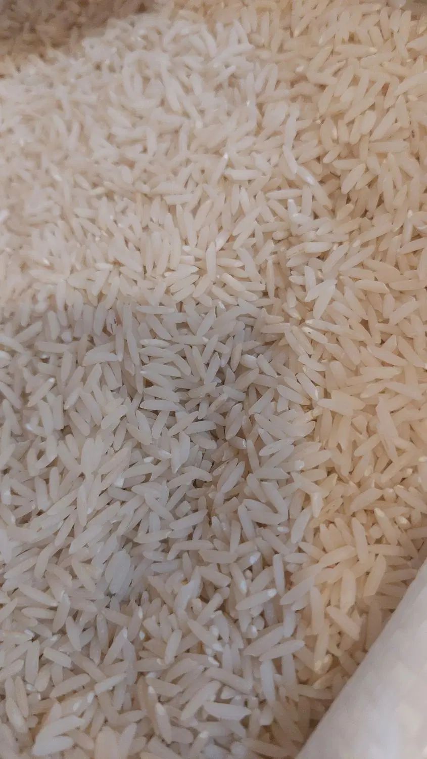برنج هاشمی سورتینگ شده پارساله|خوردنی و آشامیدنی|رشت, سلیمانداراب|دیوار