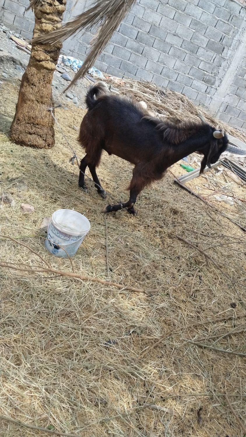 نری|حیوانات مزرعه|جیرفت, |دیوار