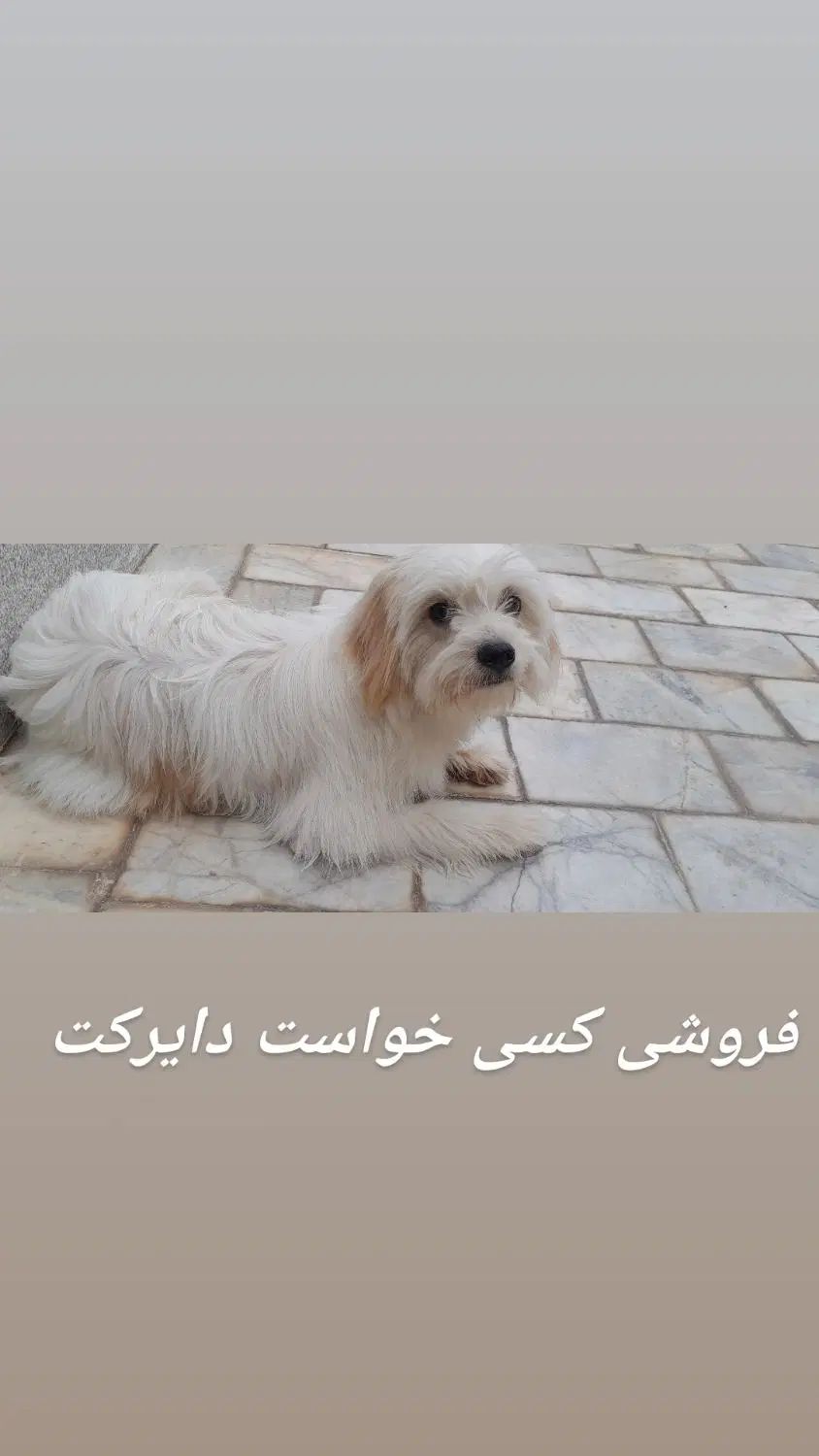 سگ خونگی شناسنامه دارواکسن زده کاملا دستی|سگ|ورزنه, |دیوار