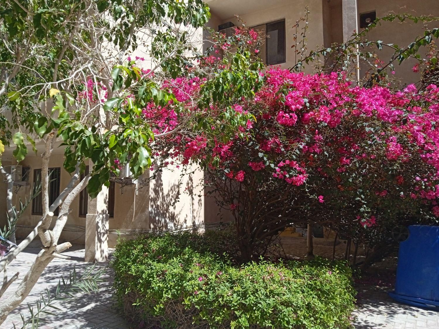 نیازمند همخونه خانم مرکز شهر روبروی بازار پردیس|اجارهٔ آپارتمان|کیش, |دیوار