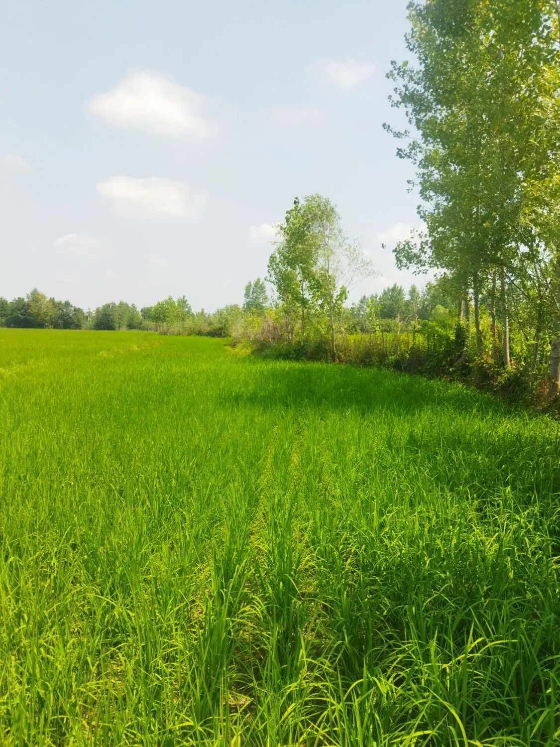 25000هزار متر شالیزار سنتی.800متر کاربری مسکونی|فروش زمین و ملک کلنگی|احمدسرگوراب, |دیوار
