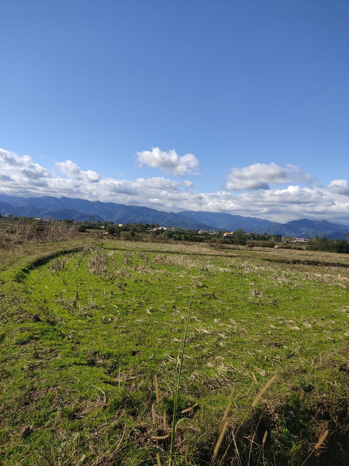 مزرعه ده تاسی هزار متر،مناسب کاشت کیوی|فروش زمین و ملک کلنگی|تالش, طولارود|دیوار