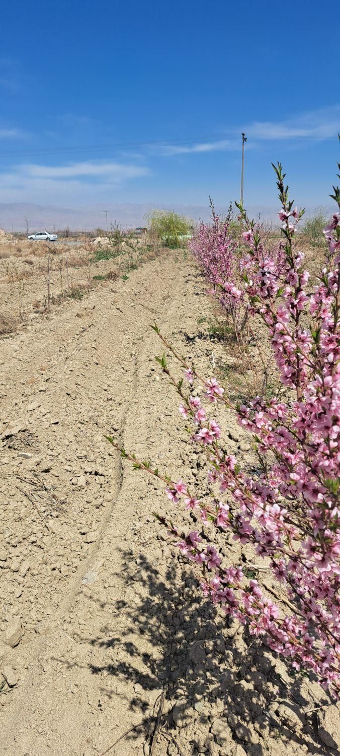 زمین حاشیه جاده/تهاتر /معاوضه|فروش زمین و ملک کلنگی|گلبهار, نوبهار|دیوار