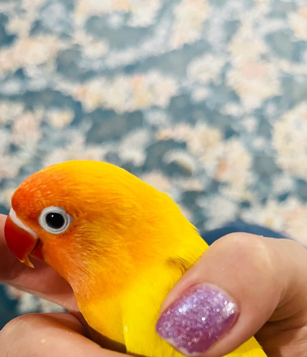 کوتوله برزیلی گمشده ایذه خیابان مدرس|حیوانات|ایذه, |دیوار