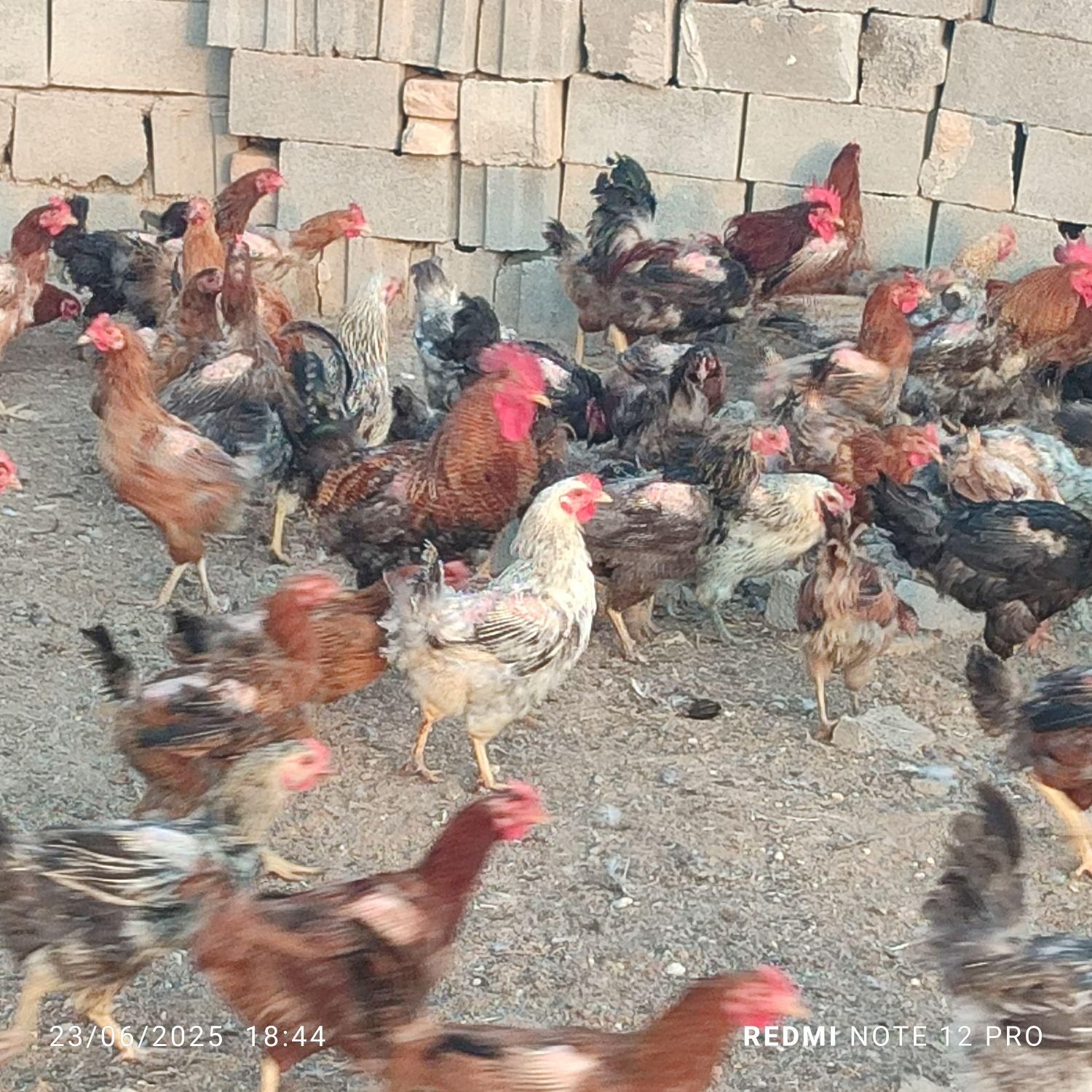 فروش مرغ خروس اوردک روسی غوغاز در خدمتیم|حیوانات مزرعه|بجنورد, |دیوار