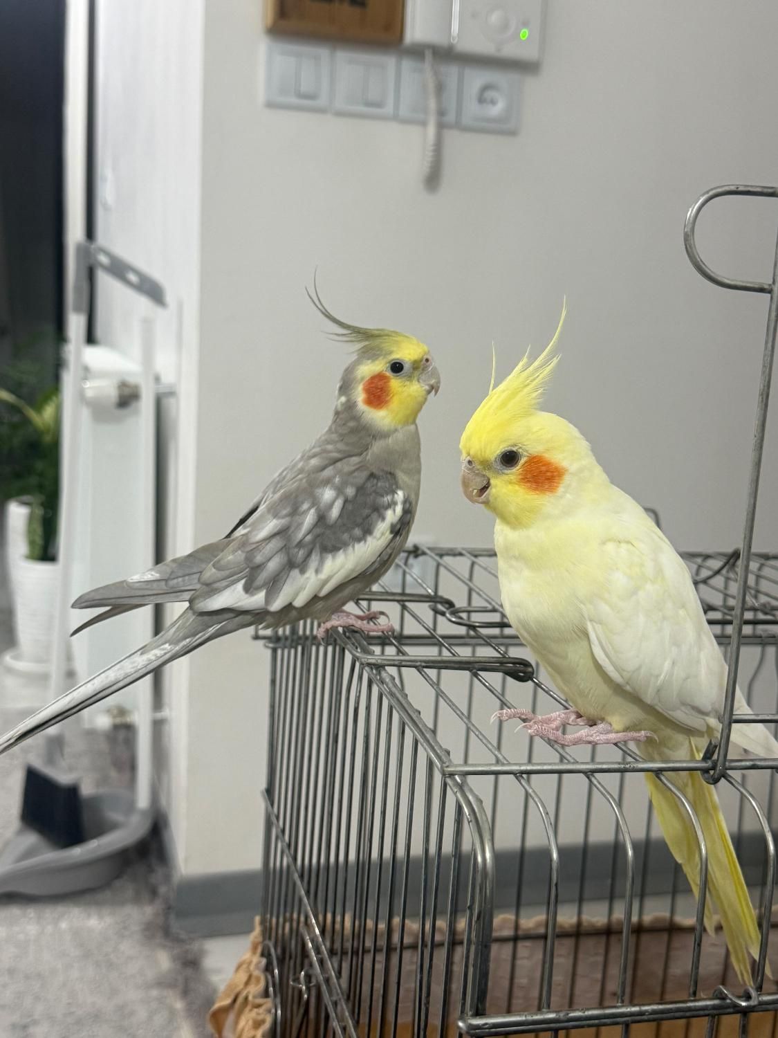 عروس هلندی مولد سخنگو|پرنده|رودسر, |دیوار