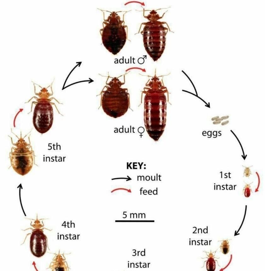 سمپاشی+سم پاش+موریانه ساس سوسک مورچه ۱۲سال ضمانت|خدمات نظافت|آبادان, |دیوار