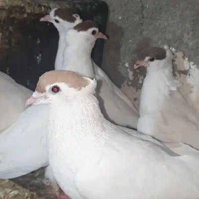 خال قاجار، کپه سر ، گل به سر . جوجه های این فصل|پرنده|بروجرد, |دیوار