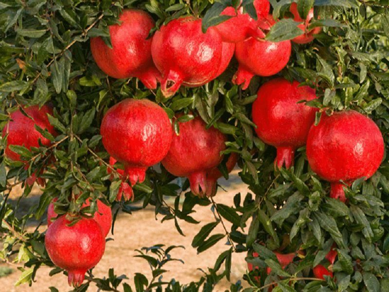 فروش باغ در جای خوش آب و هوا|فروش دفتر صنعتی، کشاورزی، تجاری|تهران, جردن|دیوار