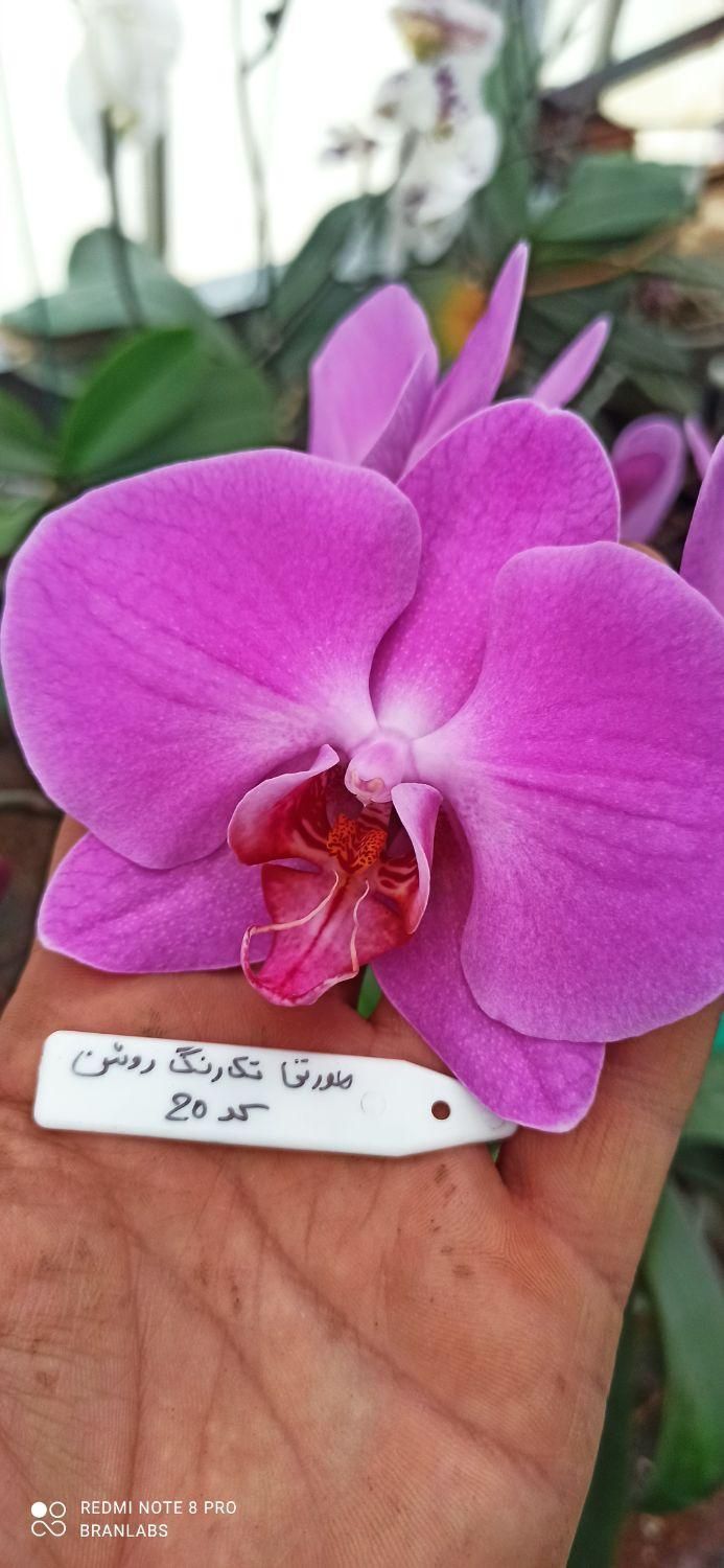 نشا ارکیده فالانوپسیس کشت بافت|گل و گیاه طبیعی|تهران, شهرک چیتگر|دیوار