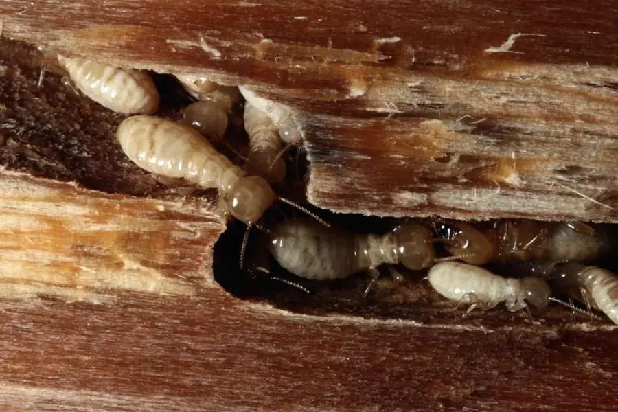 سمپاشی تضمینی و تخصصی سوسک موش و ..|خدمات نظافت|یزد, |دیوار