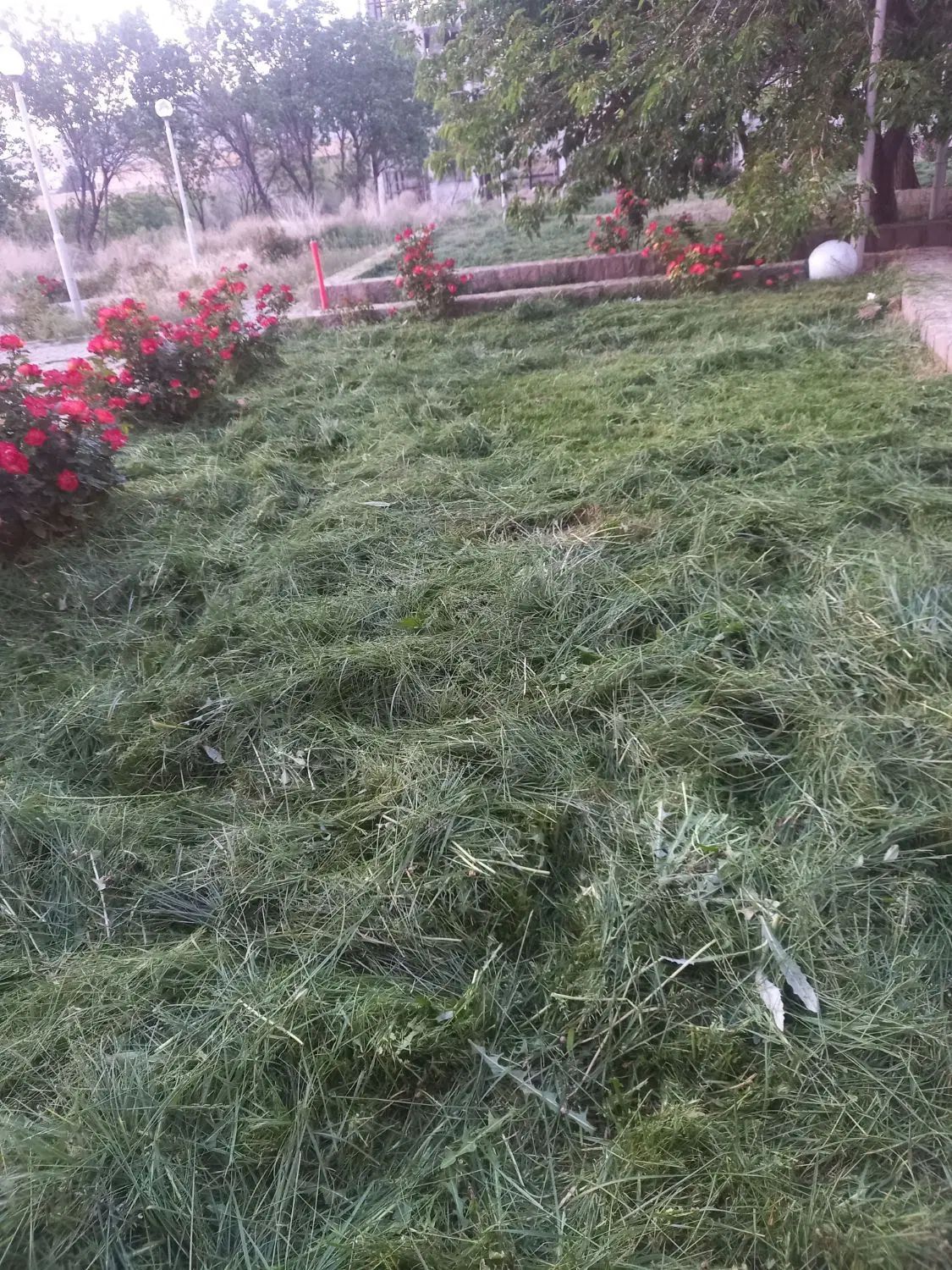 علف.زنی.سمپاشی|خدمات باغبانی و درختکاری|تبریز, |دیوار