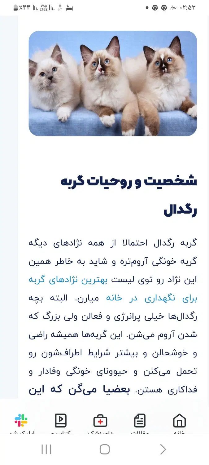 بهترین وکمیاب ترین گربه نژاد رگدال امریکایی|گربه|نیشابور, ۲۲ بهمن|دیوار