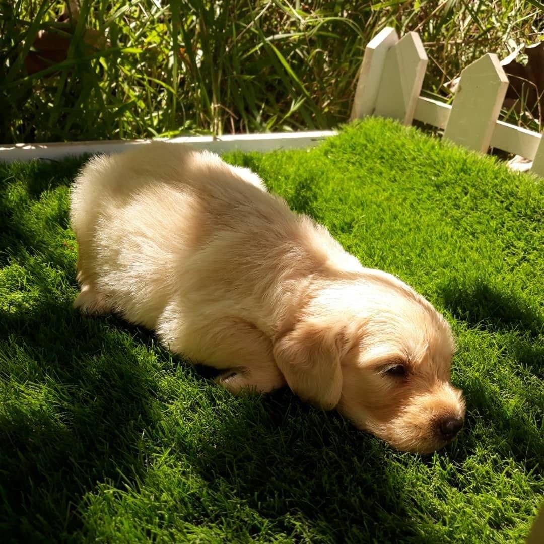 گلدن رتریور اصیل|سگ|رشت, لاکانی|دیوار