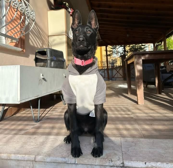 دامپزشک|خدمات پیشه و مهارت|مشکین‌دشت, |دیوار