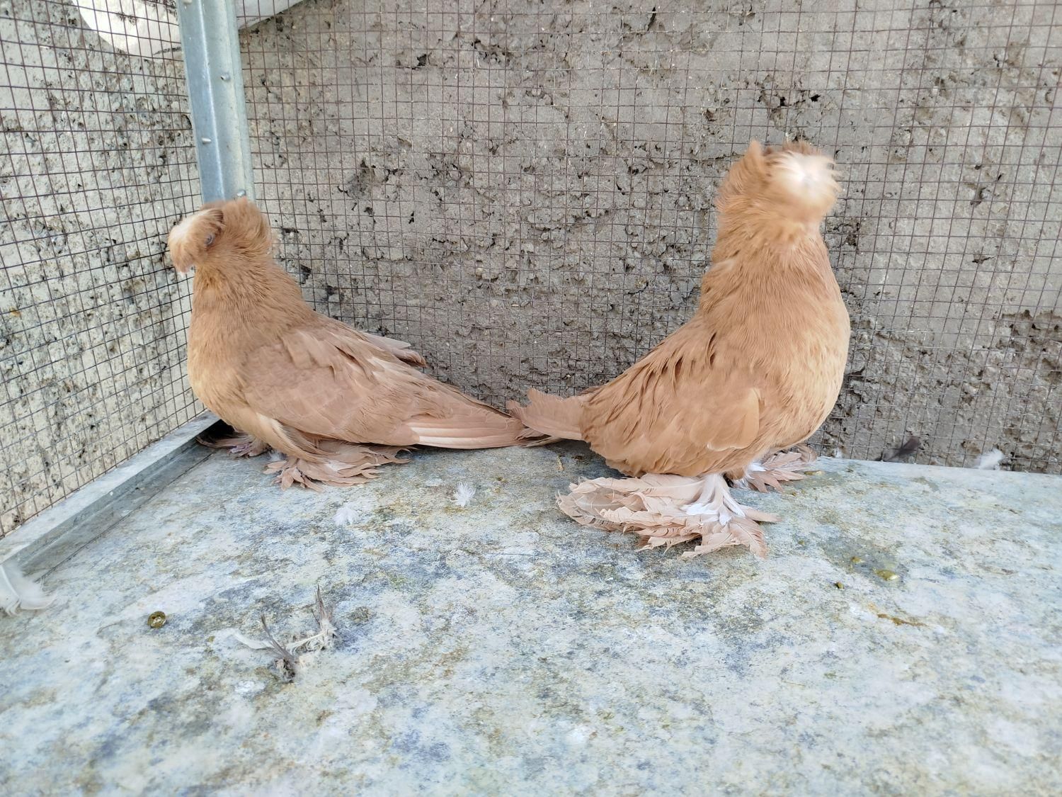 کبوتر بخارا|پرنده|اصفهان, ارغوانیه|دیوار