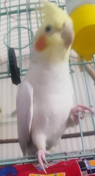 عروس هلندی لوتینو فروش فوری|پرنده|سراب, |دیوار