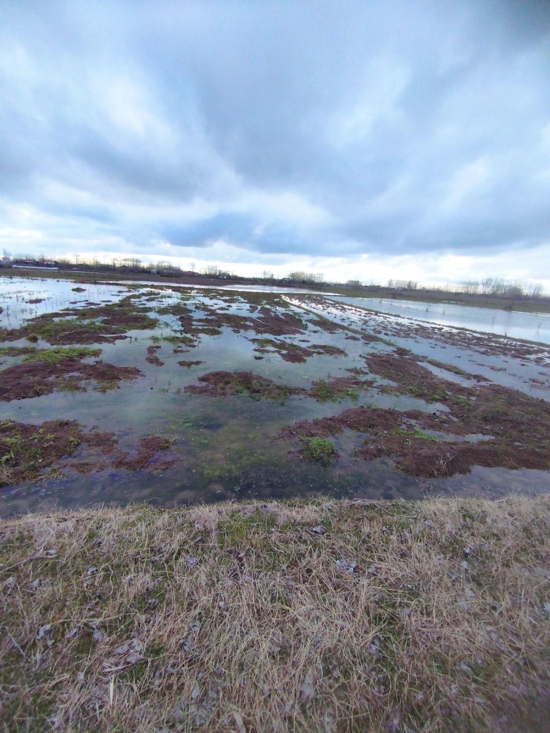 زمین یک هکتارشالیزارسنتی براصلی خیابان متری۳۵۰هزار|فروش دفتر صنعتی، کشاورزی، تجاری|لاهیجان, گلستان|دیوار