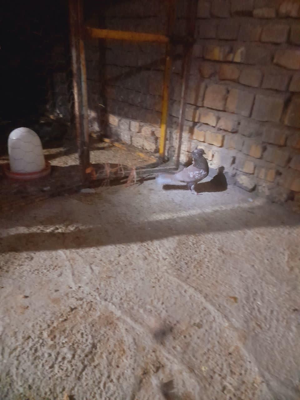 کفتر|پرنده|اردکان, |دیوار
