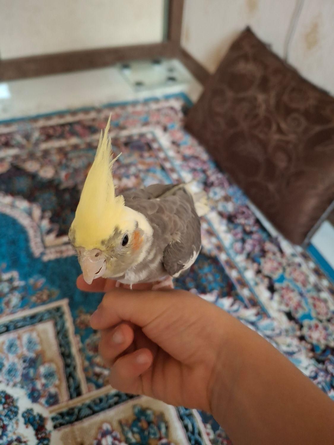 معاوضه عروس هلندی دستی با طوطی کوتوله تازه دون خور|پرنده|اصفهان, دشتستان|دیوار