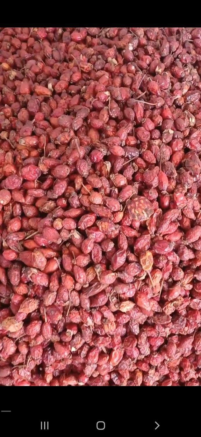 نسترن کوهی گیلدیگ|خوردنی و آشامیدنی|قم, کیوانفر|دیوار