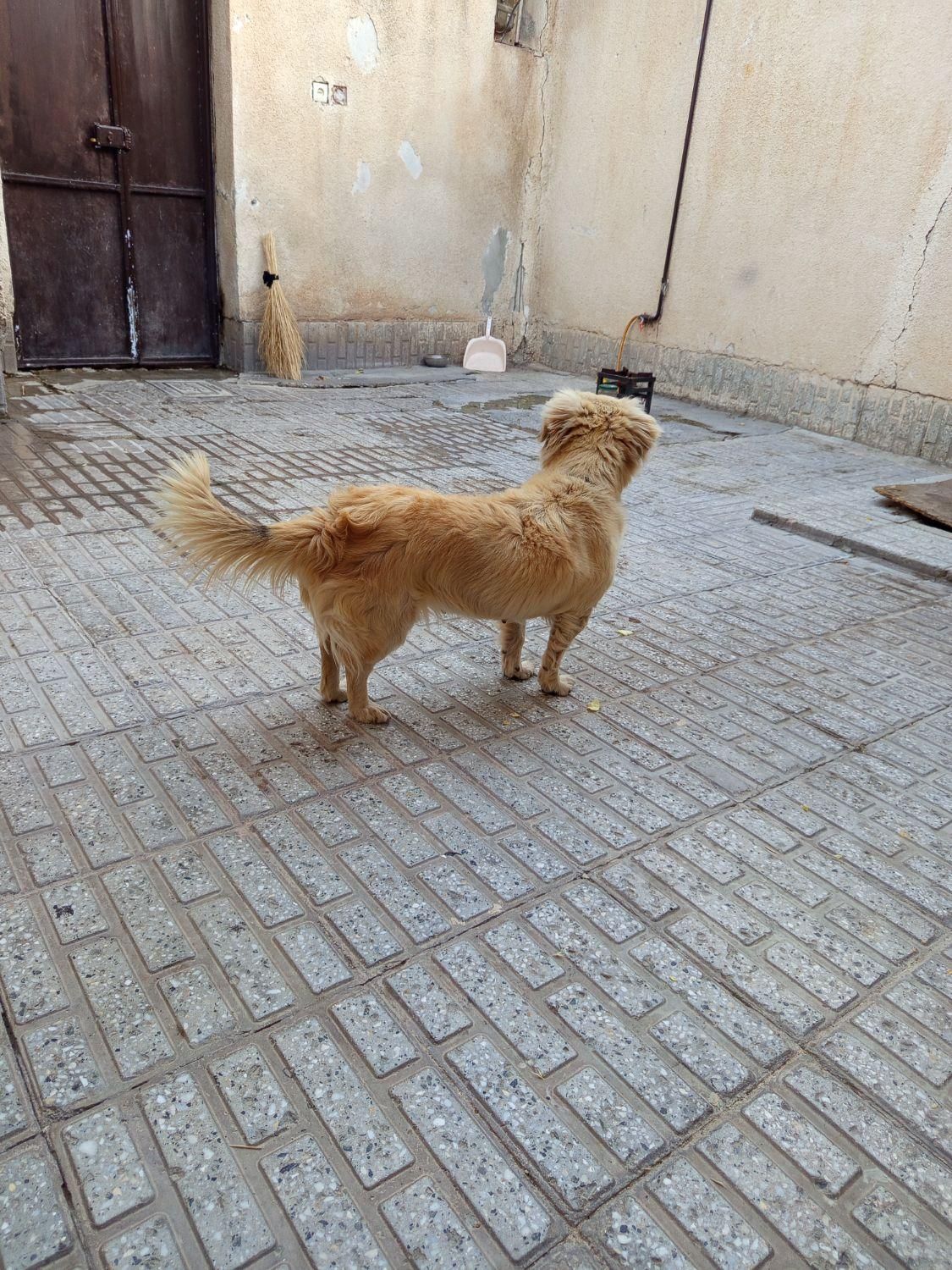 سگ خانگی|سگ|همدان, |دیوار