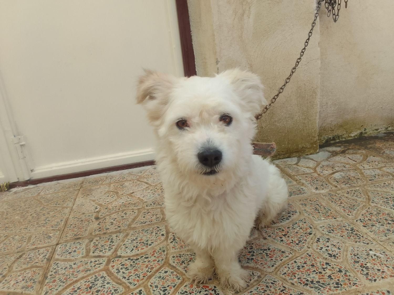 فروش سگ شیتزو فوری فوری|سگ|پرند, فاز ۴|دیوار