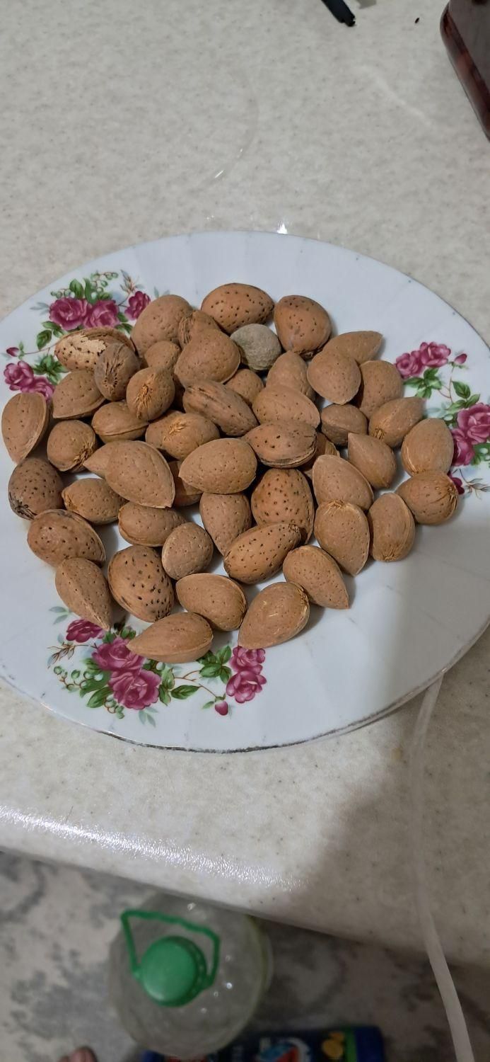 بادام درختی|خوردنی و آشامیدنی|تهران, مشیریه|دیوار