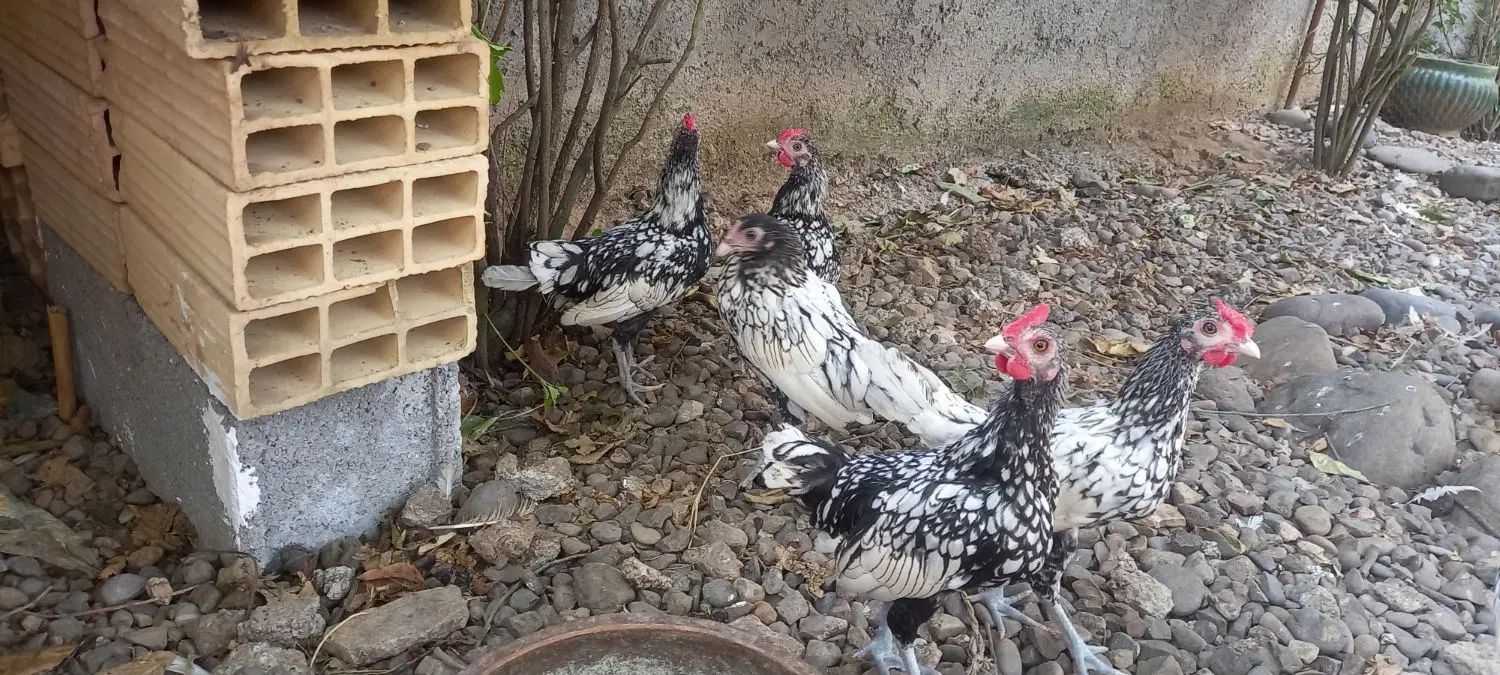 سیبرایت|حیوانات مزرعه|رشت, لاکان شهر|دیوار