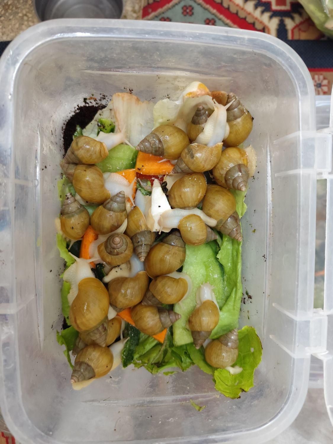 حلزون|خزنده|شیراز, بازار|دیوار