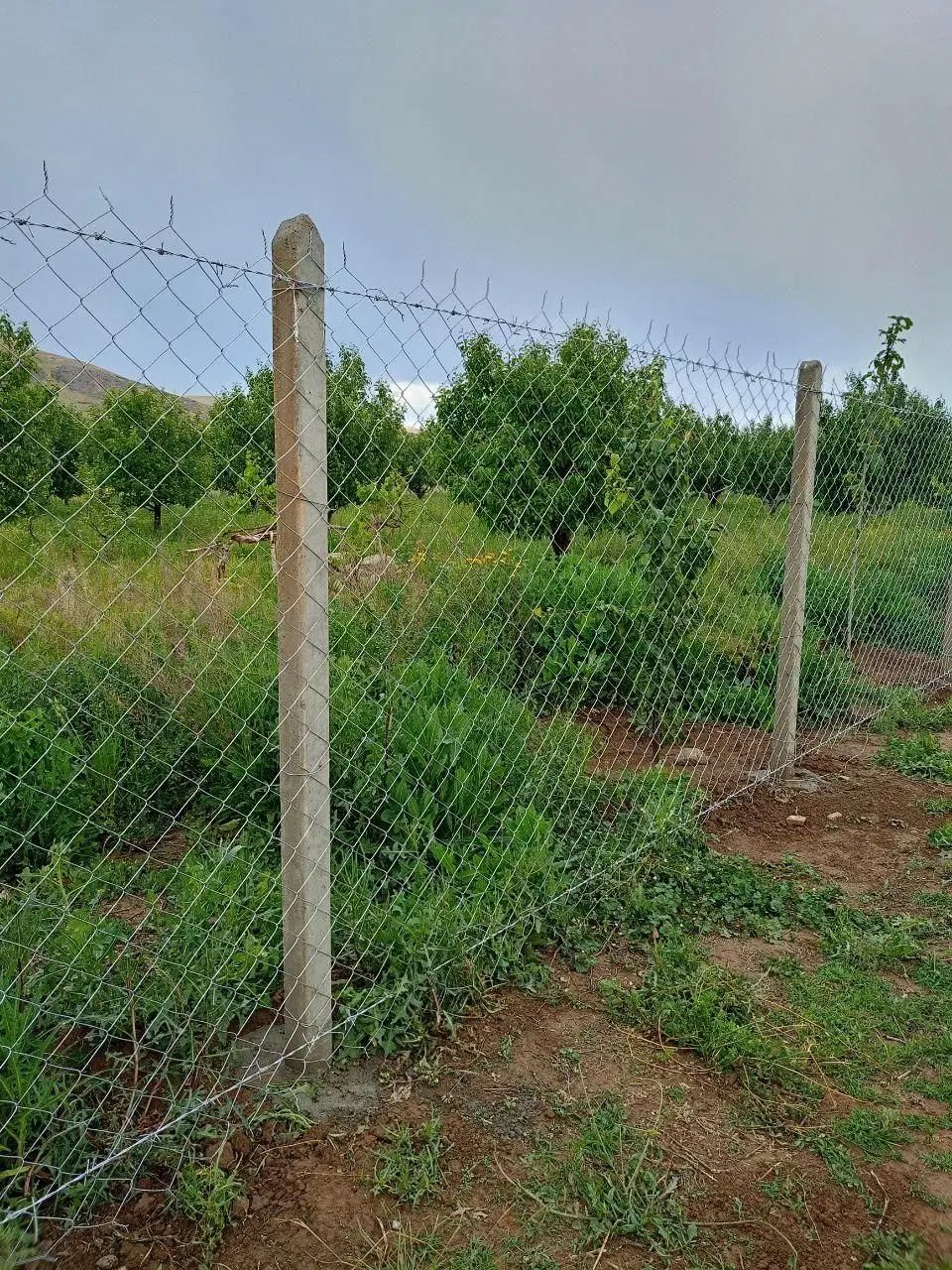 فنس کشی بتن ریزی سیم بگسل وخاردار نصب در و...|خدمات باغبانی و درختکاری|زنجان, |دیوار