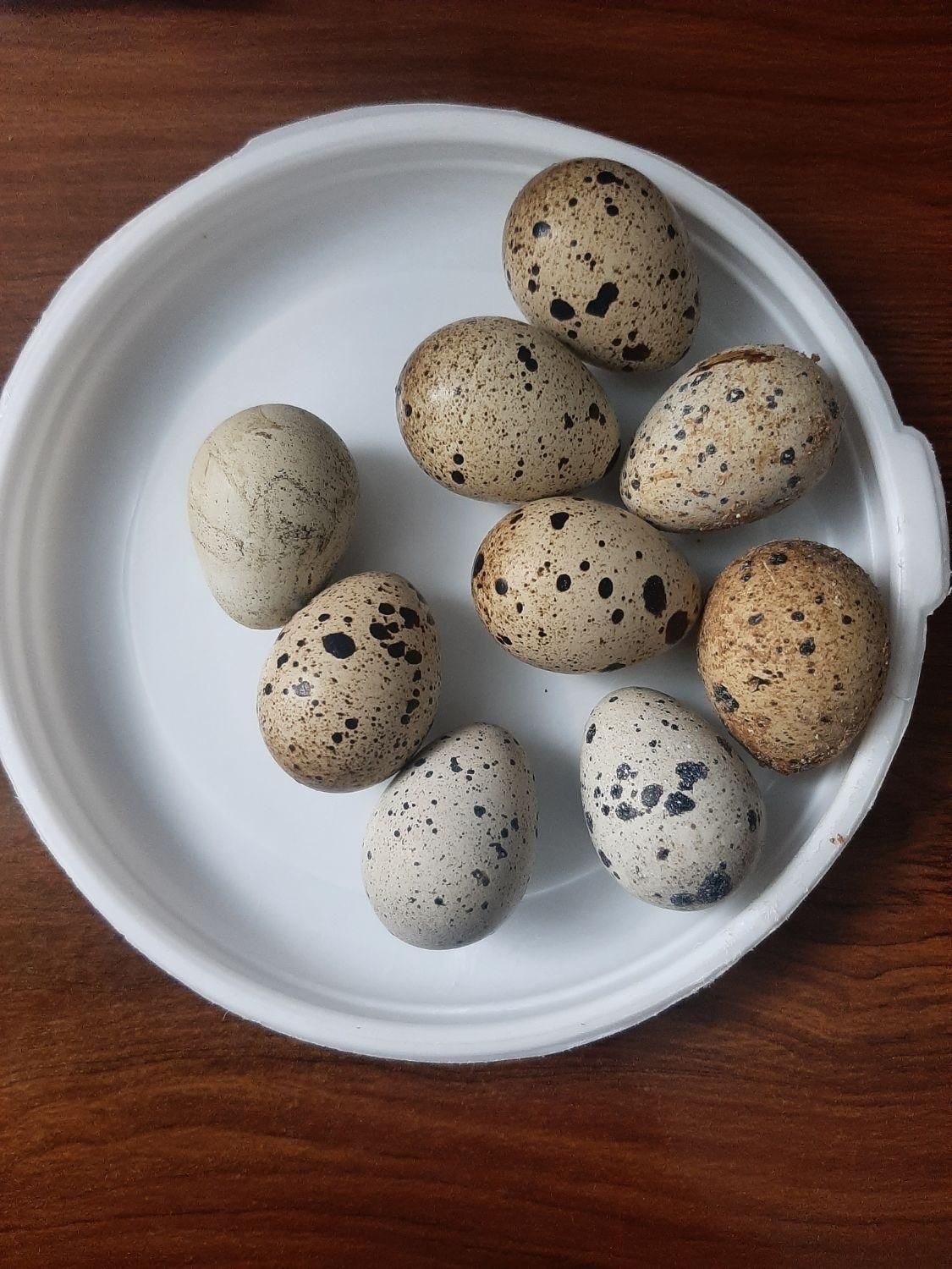 تخم بلدرچین نطفه دار|حیوانات مزرعه|رشت, معلولین|دیوار