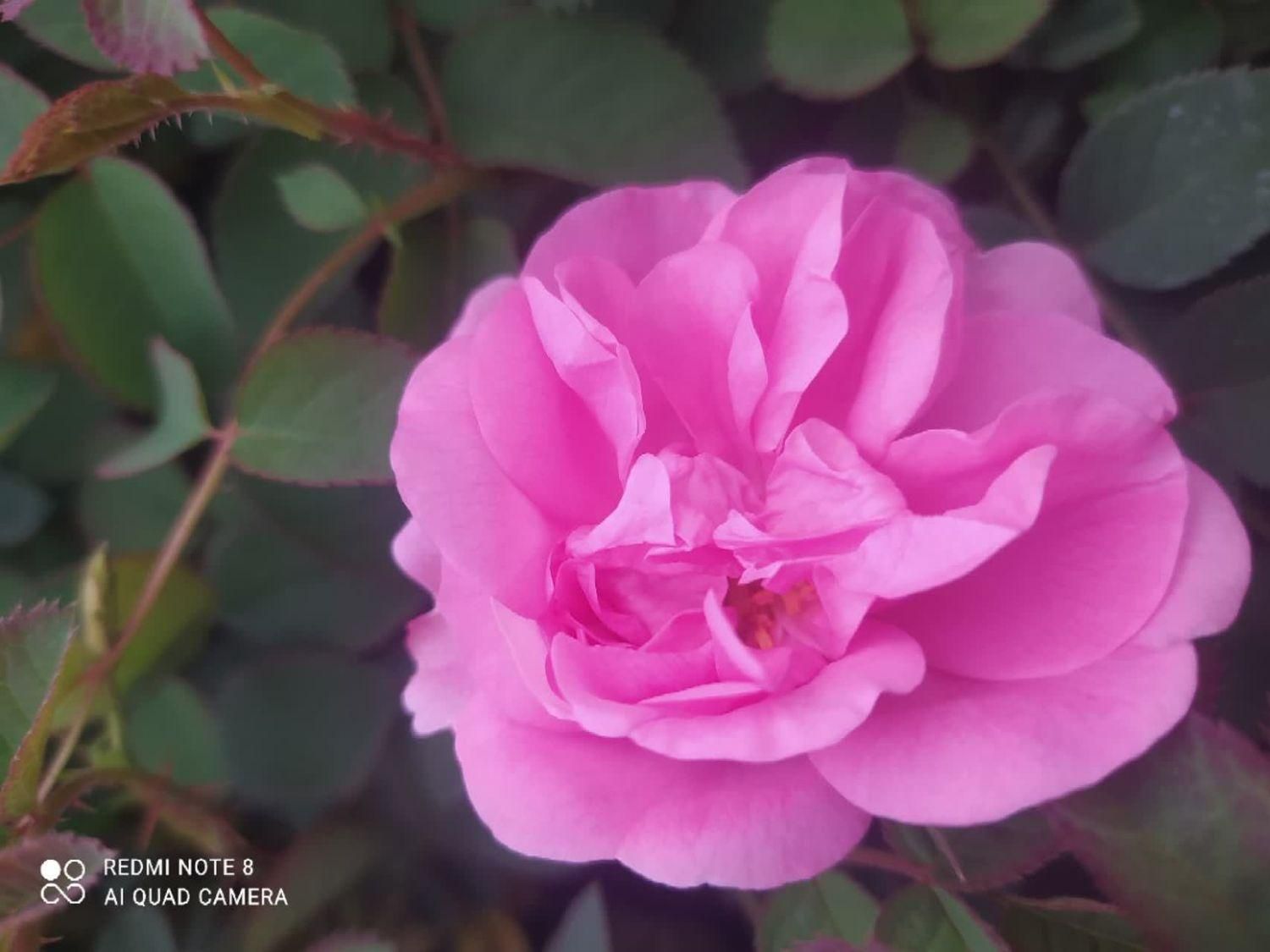 نهال گل محمدی اردهالی|خدمات باغبانی و درختکاری|کاشان, بازار کاشان|دیوار