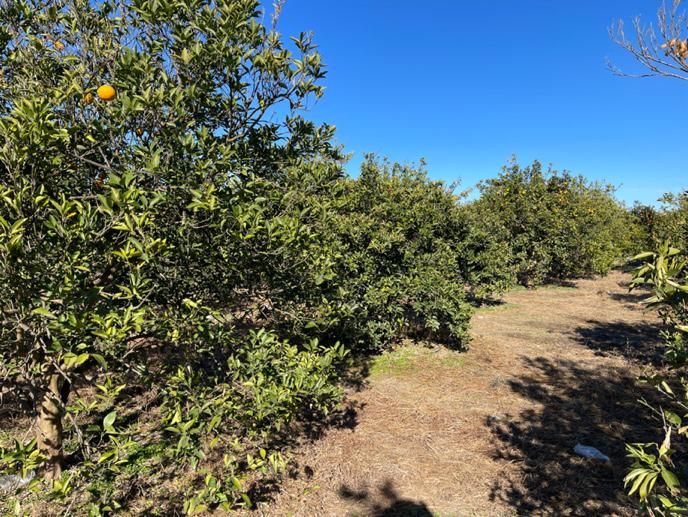 فروش زمین ۵۰۰ متری در /شمال|فروش زمین و ملک کلنگی|تهران, جنت‌آباد جنوبی|دیوار