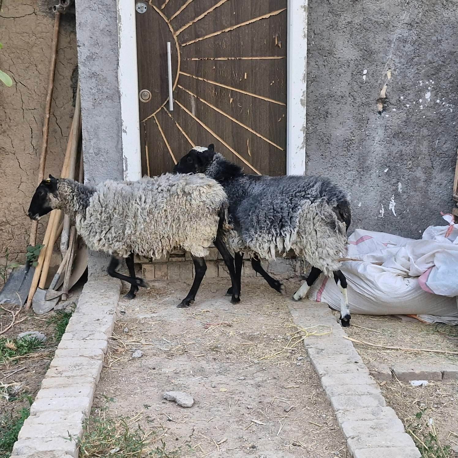 رومانف اصل و خالص|حیوانات مزرعه|کاشان, فین بزرگ|دیوار