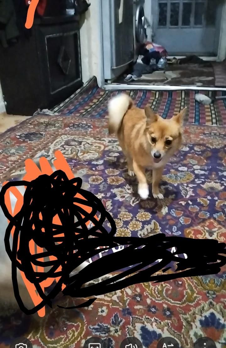 این سگ گم شده|حیوانات|تهران, جوادیه تهرانپارس|دیوار