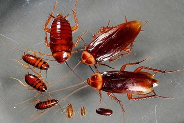 سمپاشی سوسک کابینتی ساس موش سم‌پاشی مورچه|خدمات نظافت|چابهار, |دیوار