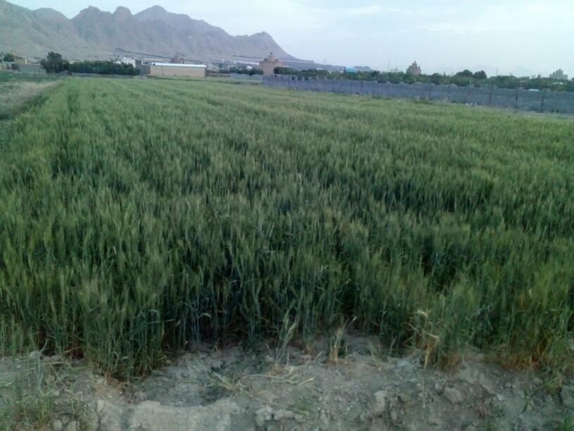 فروش زمین ۱۴۰۰ متری در گورت|فروش زمین و ملک کلنگی|اصفهان, گورت|دیوار