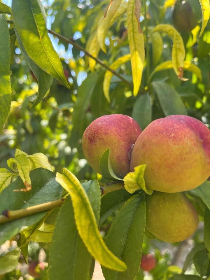 باغ ۴۰۰ متری با بنای نیمه کاره|فروش زمین و ملک کلنگی|گلستان (تهران), |دیوار