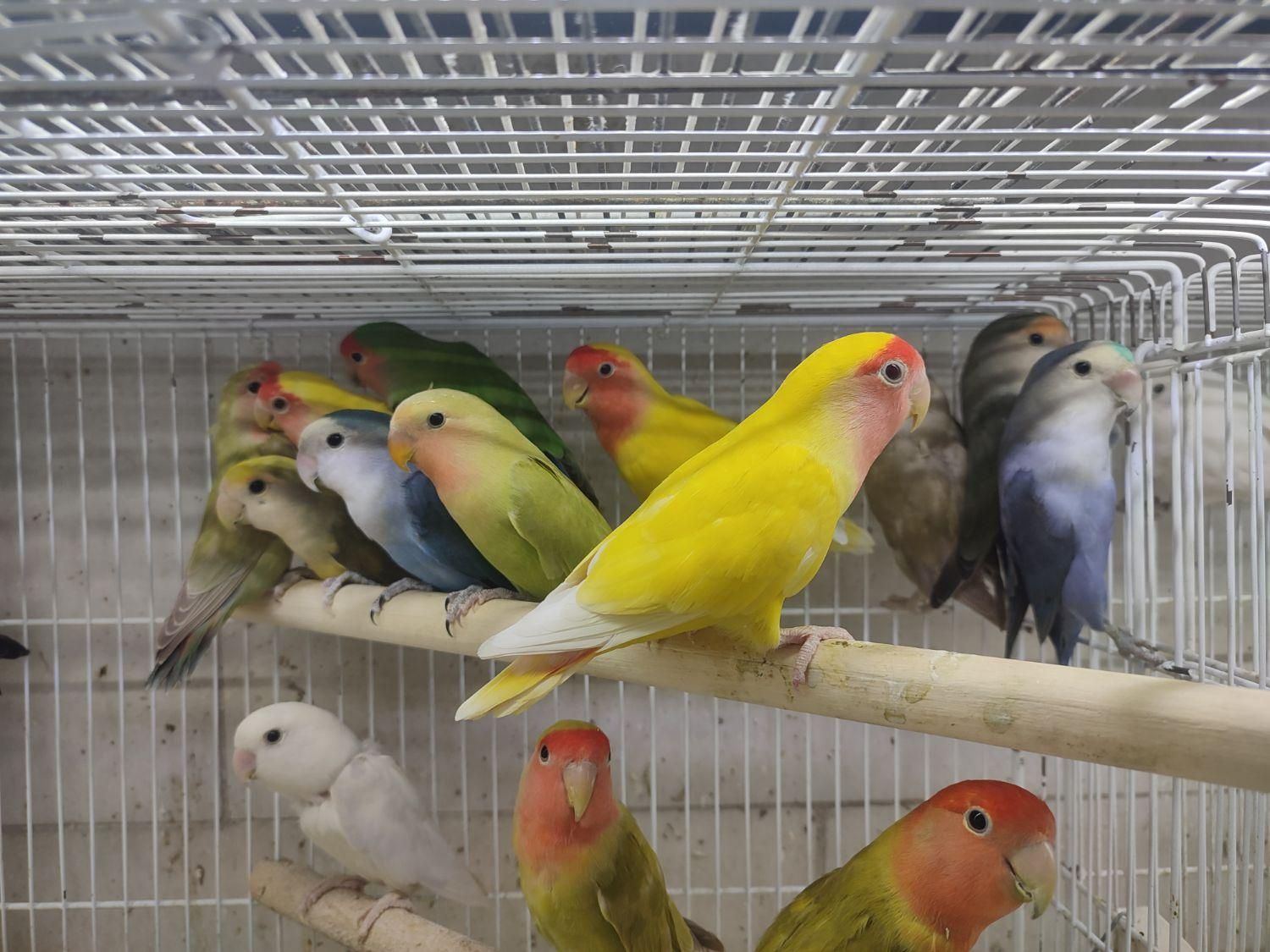جوجه پرنده زیبا و خونگی دستی همه نژاد موجود است.|پرنده|شیراز, درکی|دیوار