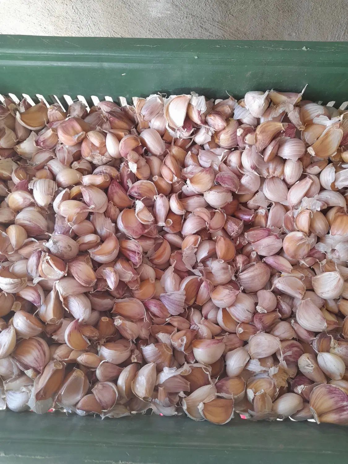 سیر حبه شده از بذر خودمون اضافه مونده حدود ۲۵ کیلو|خوردنی و آشامیدنی|پارس‌آباد, |دیوار