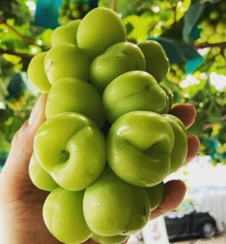 مشاوره و فروش نهال های مثمر و غیر مثمر|خدمات باغبانی و درختکاری|تهران, آرژانتین|دیوار