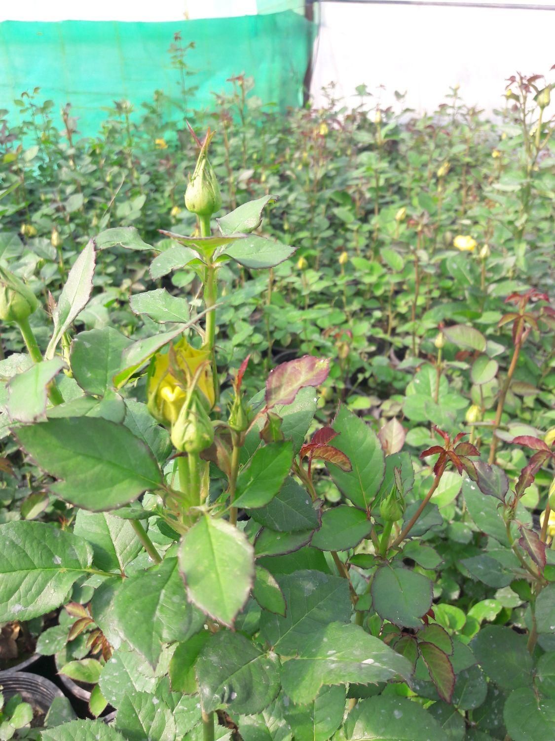 فروش رز و نهال تهران پاکدشت|گل و گیاه طبیعی|پاکدشت, پاکدشت (مامازند)|دیوار